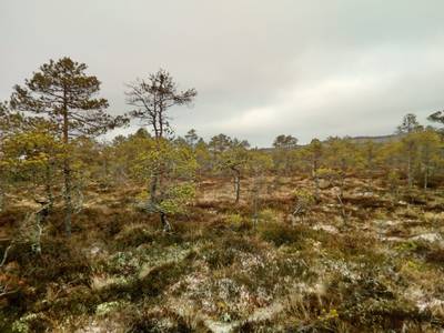 Прогулка по болоту.