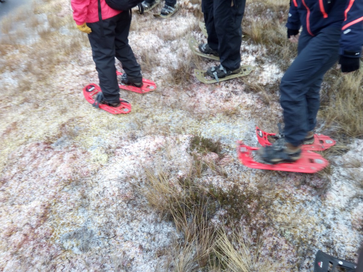  Прогулка по болоту.