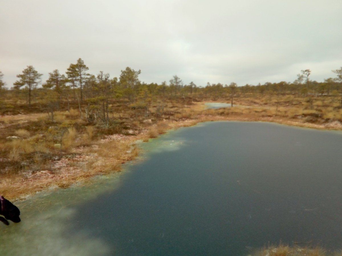  Прогулка по болоту.