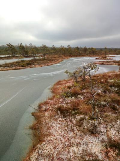 Прогулка по болоту.