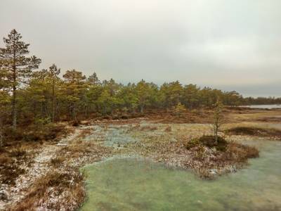 Прогулка по болоту.