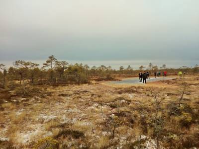 Прогулка по болоту.