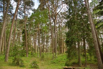 Пикник, пляж Матси. Matsi rand.