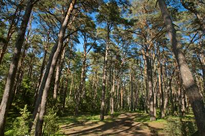 Пикник, пляж Матси. Matsi rand.