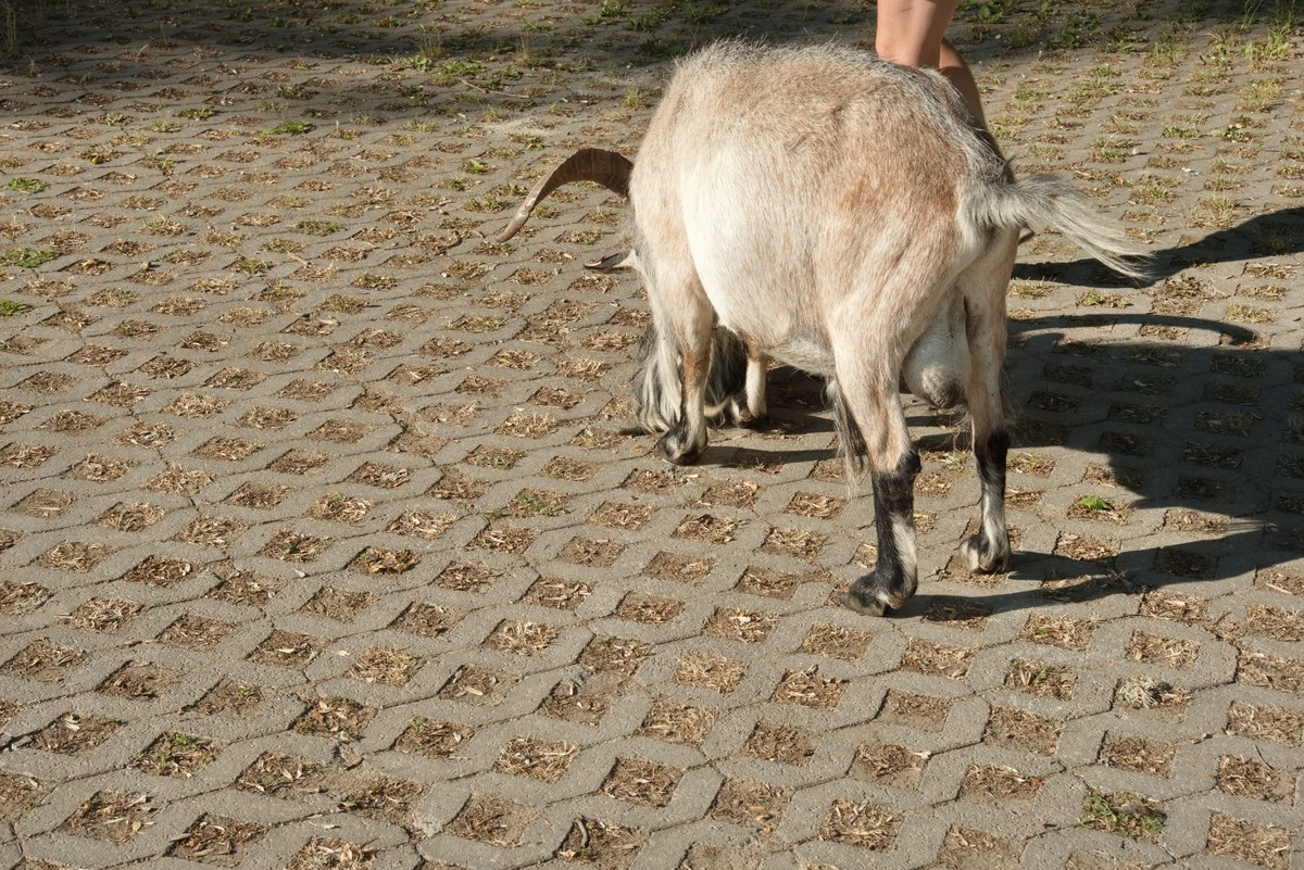  Эстония. Козлы в деревне.