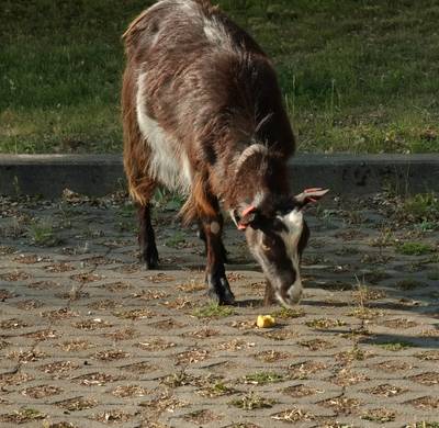 Катались по сельской местности. Встретили местных козлов. 