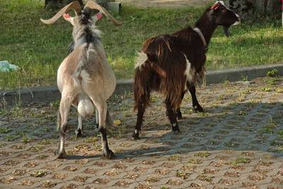 Катались по сельской местности. Встретили местных козлов. 
