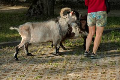 Катались по сельской местности. Встретили местных козлов. 