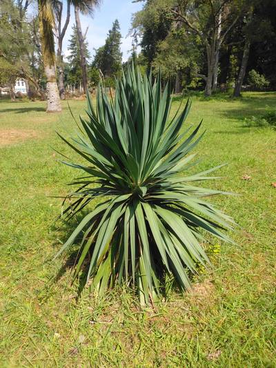 Кусты, деревья. Южный отпуск. Кусты, деревья. Южный отпуск.