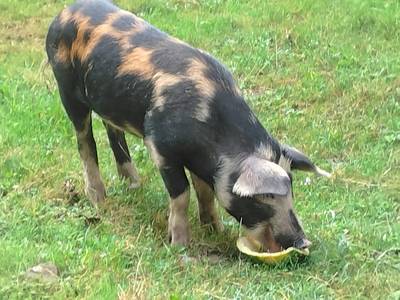 Южный отпуск на чёрном море.