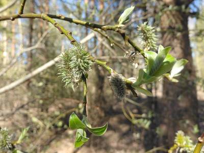 Тест пилы silky katanaboy 650, samurai 540, fiskars sw47. Версия вторая.