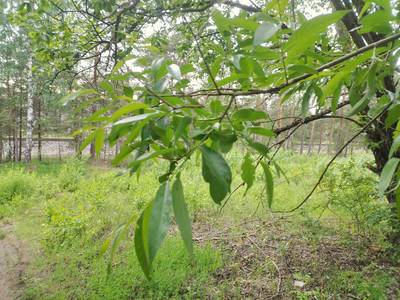 Тестируем полотна по дереву для сабельной пилы. Irwin 372156, Makita P-05072, Bosch S1542K, Diablo DS1203CP3. Тестируем полотна по дереву для сабельной пилы. Irwin 372156, Makita P-05072, Bosch S1542K, Diablo DS1203CP3.