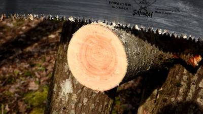 Тест пилы silky katanaboy 650, samurai 540, fiskars sw47. Версия вторая. Тест пилы silky katanaboy 650, samurai 540, fiskars sw47. Версия вторая.