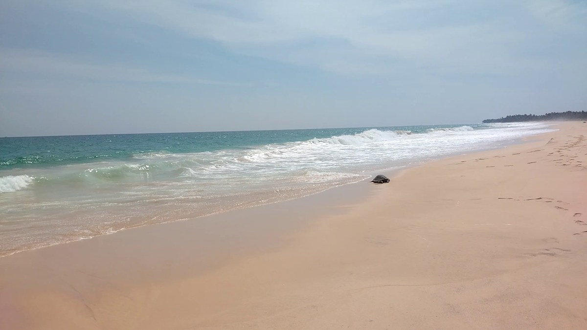  Шри-Ланка. Отпуск на юге. Полная версия.
