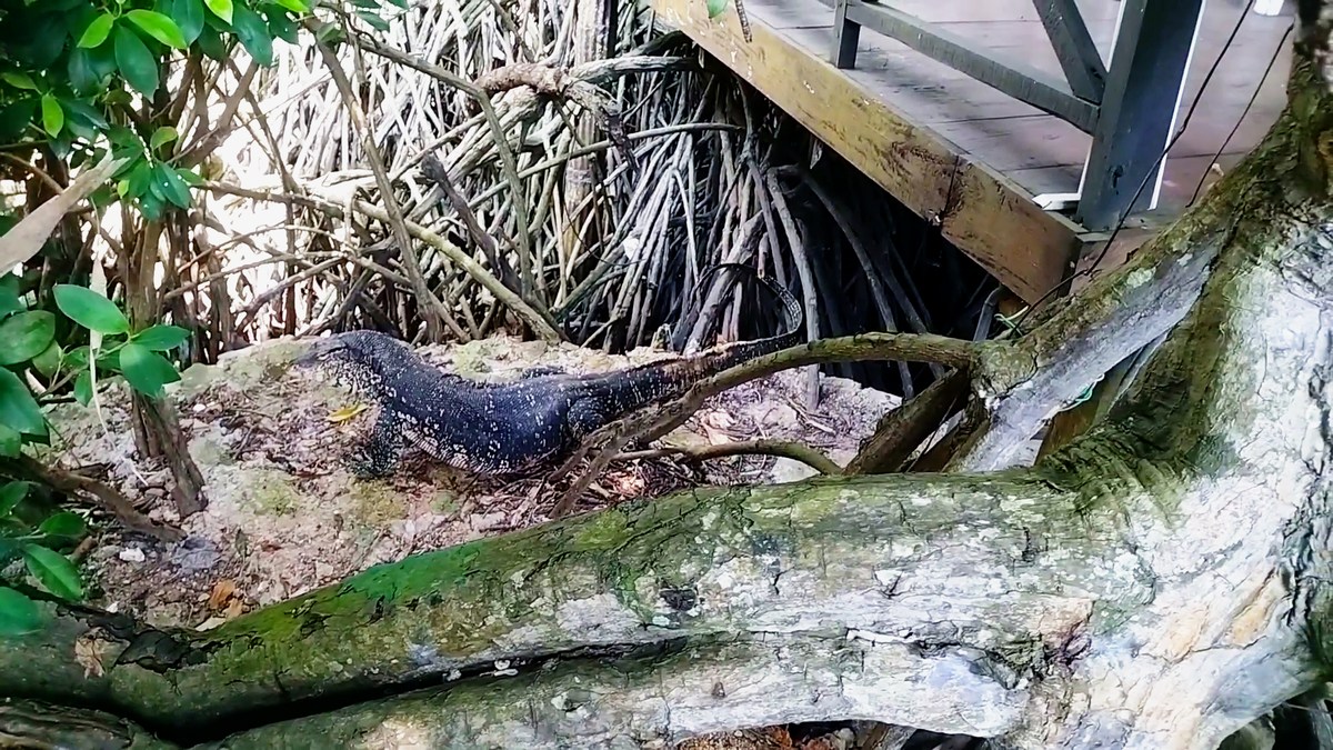 Варан. Шри-Ланка. Отпуск на юге. Полная версия.