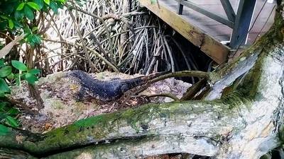 Шри-Ланка. Отпуск на юге. Полная версия. 