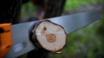 Тестируем разные пилы на тонкие ветки до 10 см. Тестируем разные пилы на тонкие ветки до 10 см.